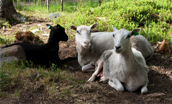 Lammaslaidun